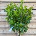 Prunus Laurocerasus, Vavrínovec lekársky ´ETNA´® kont. C15L, výška: 90-110 cm (-23°C) - NA KMIENKU
